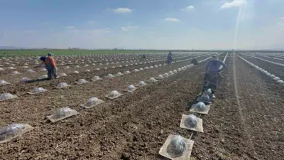 Bursa’nın sebze üretimiyle önde gelen ve verimli topraklarıyla bilinen Karacabey