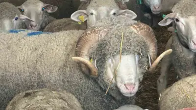 Balıkesir’in Bandırma ilçesinde Manyaslı üretici Emre Sömer tarafından 1 milyon