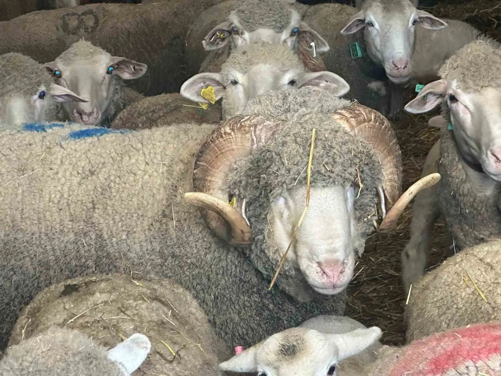 Balıkesir’in Bandırma ilçesinde Manyaslı üretici Emre Sömer tarafından 1 milyon