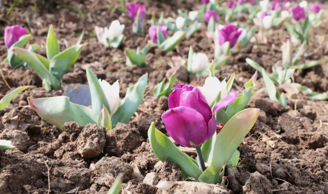 Osmangazi Belediyesi, kentin dört mevsim estetik ve bakımlı bir görünüme