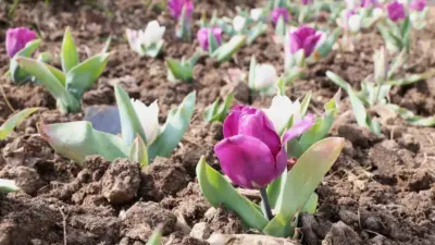 Osmangazi Belediyesi, kentin dört mevsim estetik ve bakımlı bir görünüme