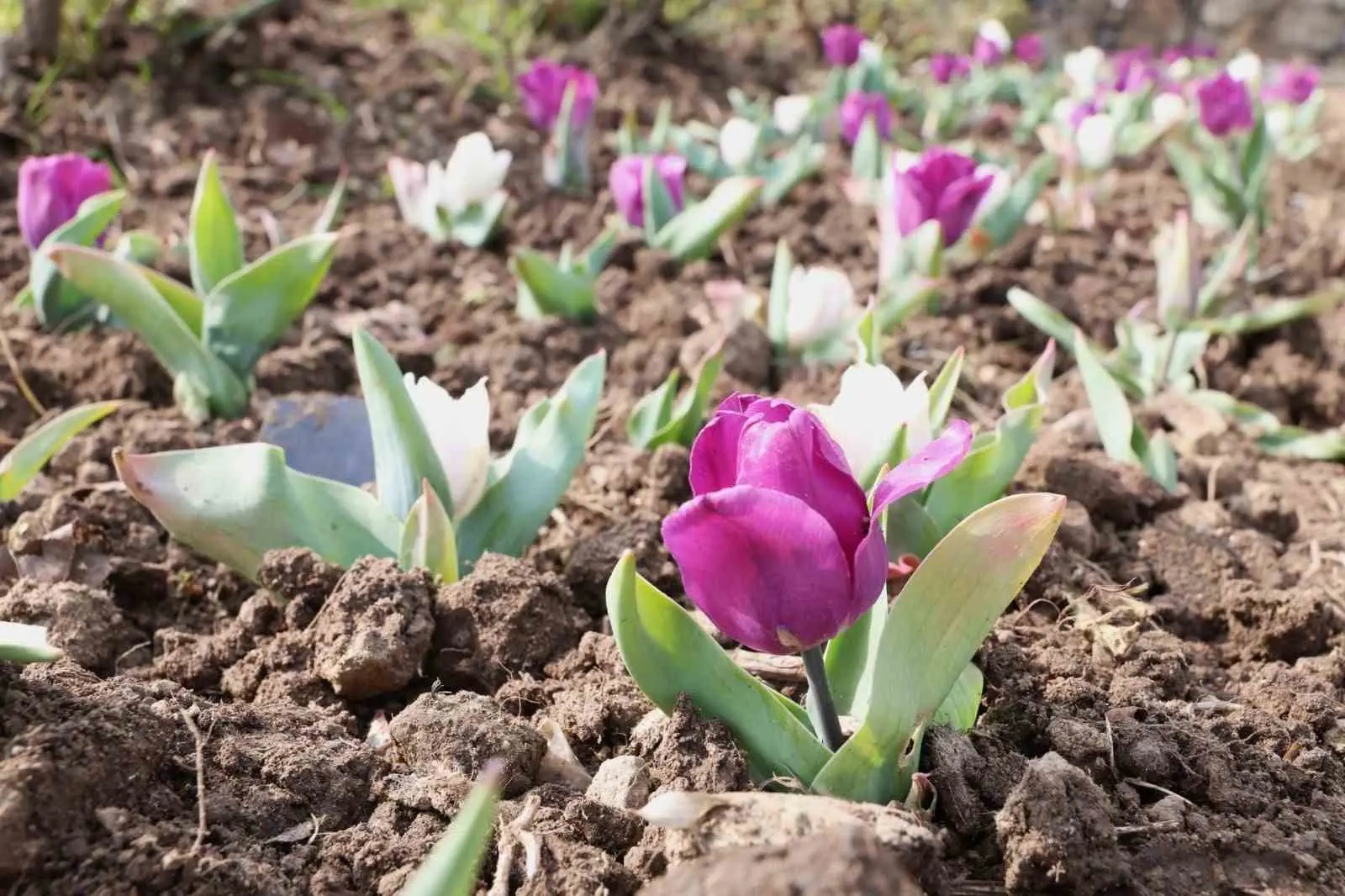 Osmangazi Belediyesi, kentin dört mevsim estetik ve bakımlı bir görünüme
