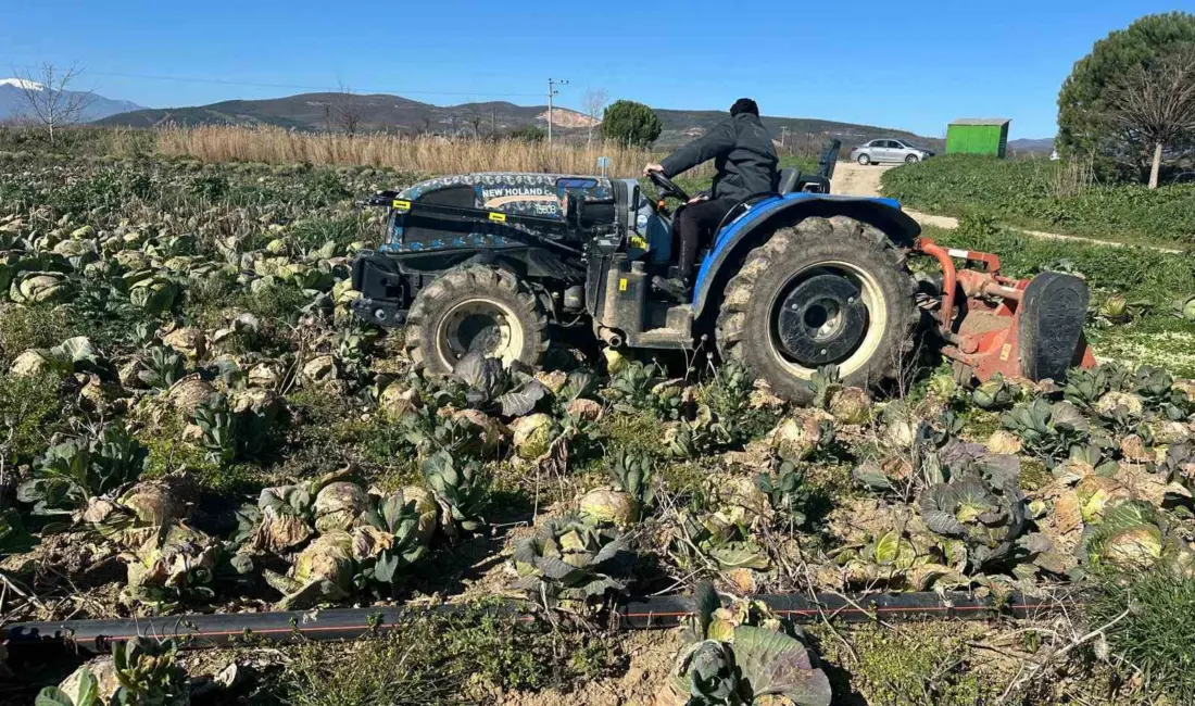 Bursa kent merkezindeki pazar yerlerinde lahananın tanesi 50 ile 70