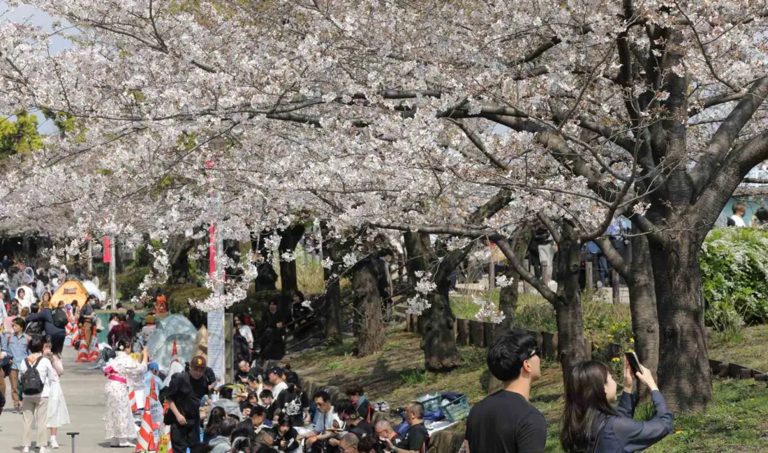 Japonya’nın simgelerinden biri olan ve baharı müjdeleyen Japon kiraz çiçekleri