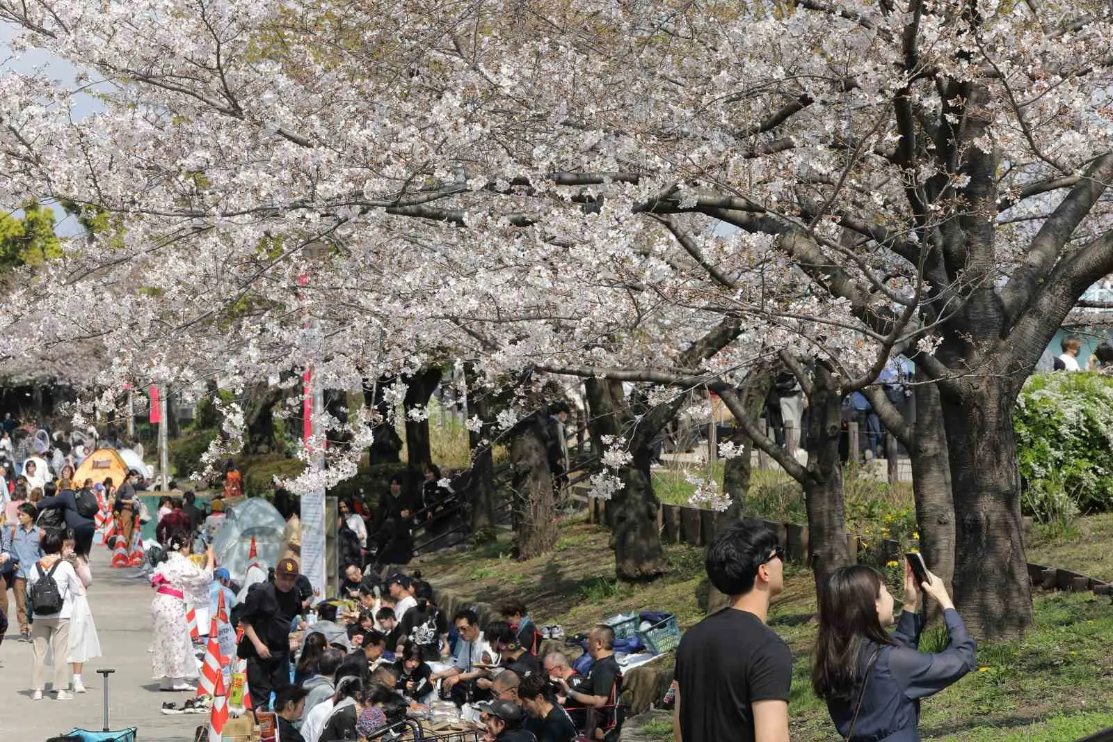 Japonya’nın simgelerinden biri olan ve baharı müjdeleyen Japon kiraz çiçekleri