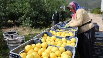 Limonda üretici fiyatları geçen yılın şubat ayına göre yüzde 410,