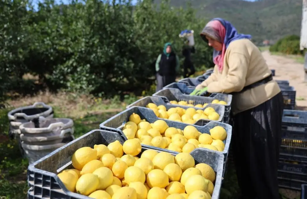 Limonda üretici fiyatları geçen yılın şubat ayına göre yüzde 410,