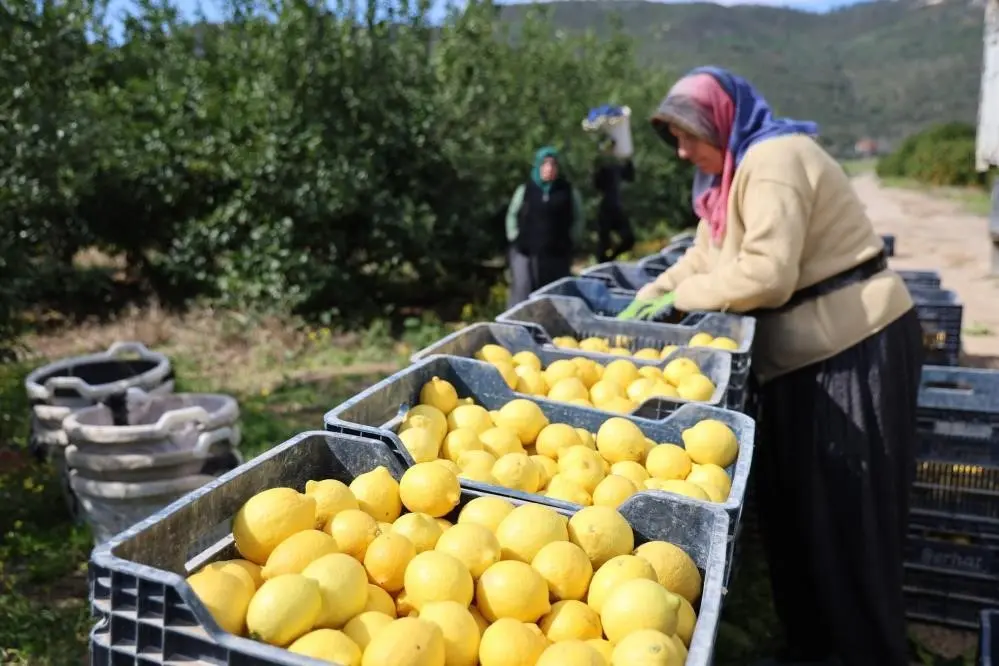 Limonda üretici fiyatları geçen yılın şubat ayına göre yüzde 410,