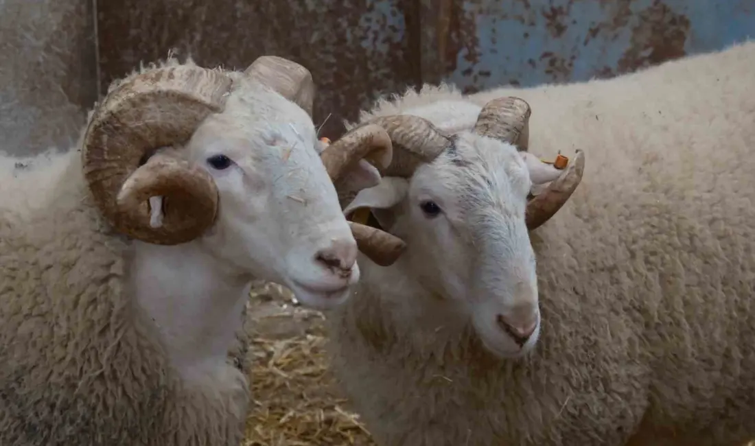 Türkiye’nin en değerli koçlarının yetiştiği Bandırma Koyunculuk Araştırma Enstitüsünde yılda bir