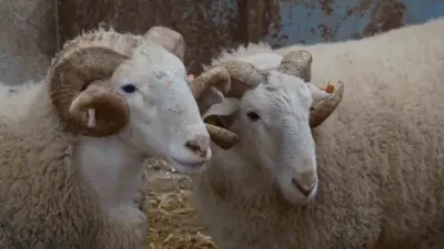Türkiye’nin en değerli koçlarının yetiştiği Bandırma Koyunculuk Araştırma Enstitüsünde yılda bir
