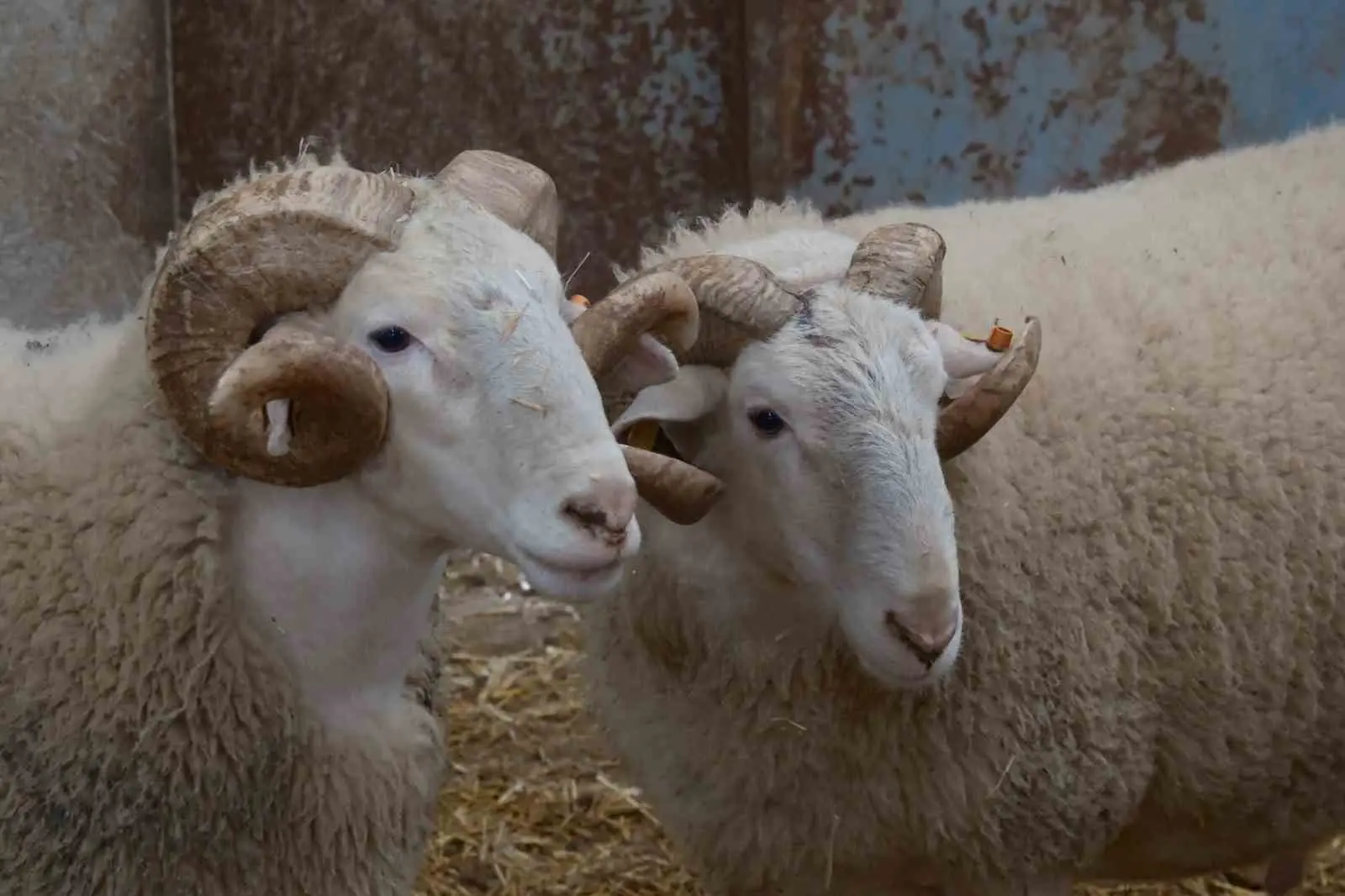 Türkiye’nin en değerli koçlarının yetiştiği Bandırma Koyunculuk Araştırma Enstitüsünde yılda bir