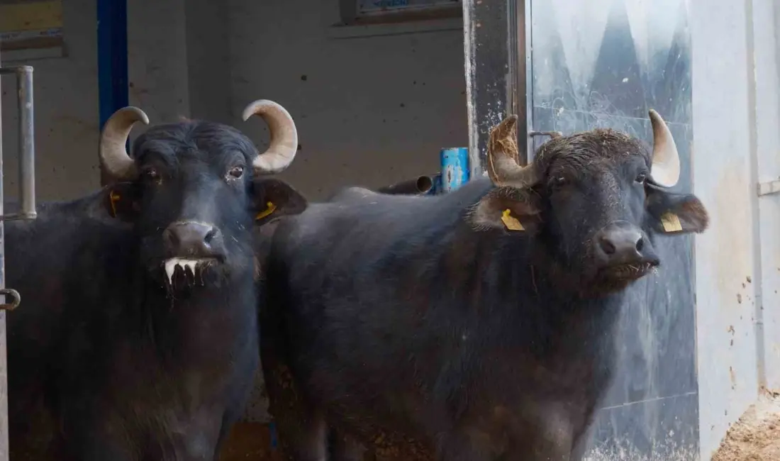 Bandırma Koyunculuk Araştırma Enstitüsünde yürütülen çalışmalarda, Anadolu mandası ile Hindistan’ın