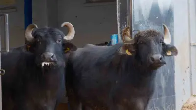 Bandırma Koyunculuk Araştırma Enstitüsünde yürütülen çalışmalarda, Anadolu mandası ile Hindistan’ın