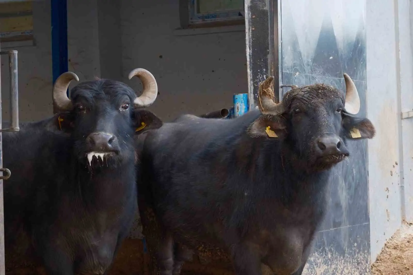 Bandırma Koyunculuk Araştırma Enstitüsünde yürütülen çalışmalarda, Anadolu mandası ile Hindistan’ın