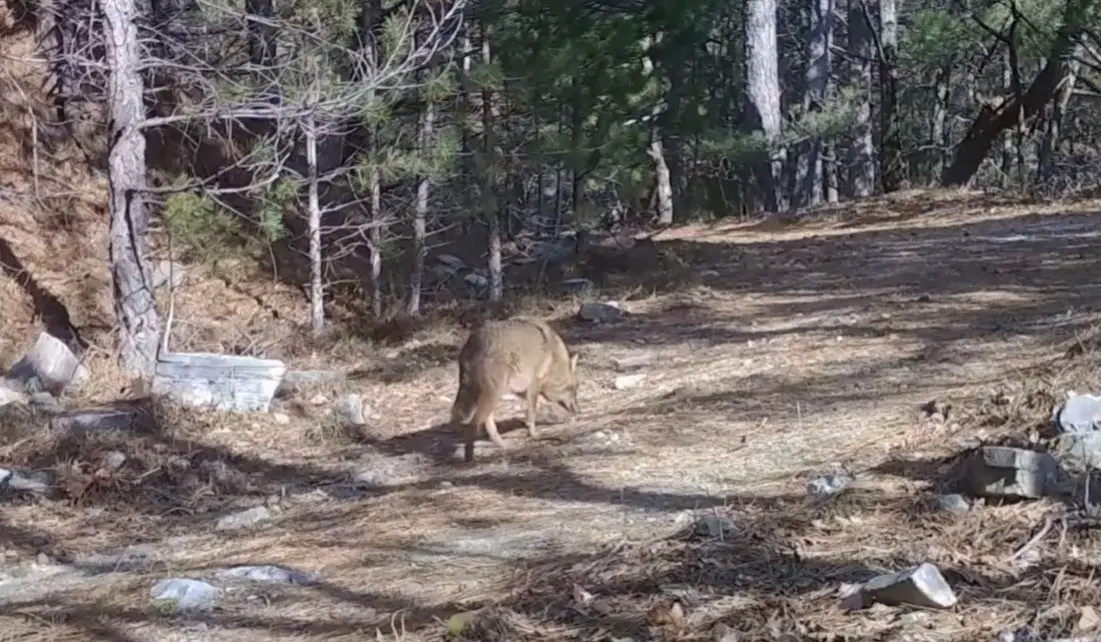 Uludağ’da yaban hayatını izlemek amacıyla yürütülen çalışmalar kapsamında önemli görüntüler