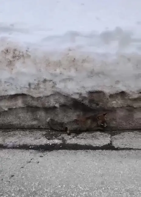 Uludağ’da havaların ısınmasıyla karların erimesi sonucu yaban hayvanları yeniden ortaya