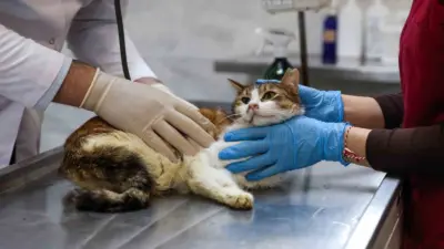 Bursa’da araç çarpması sonucu arka bacağı kırılan ve şok geçiren