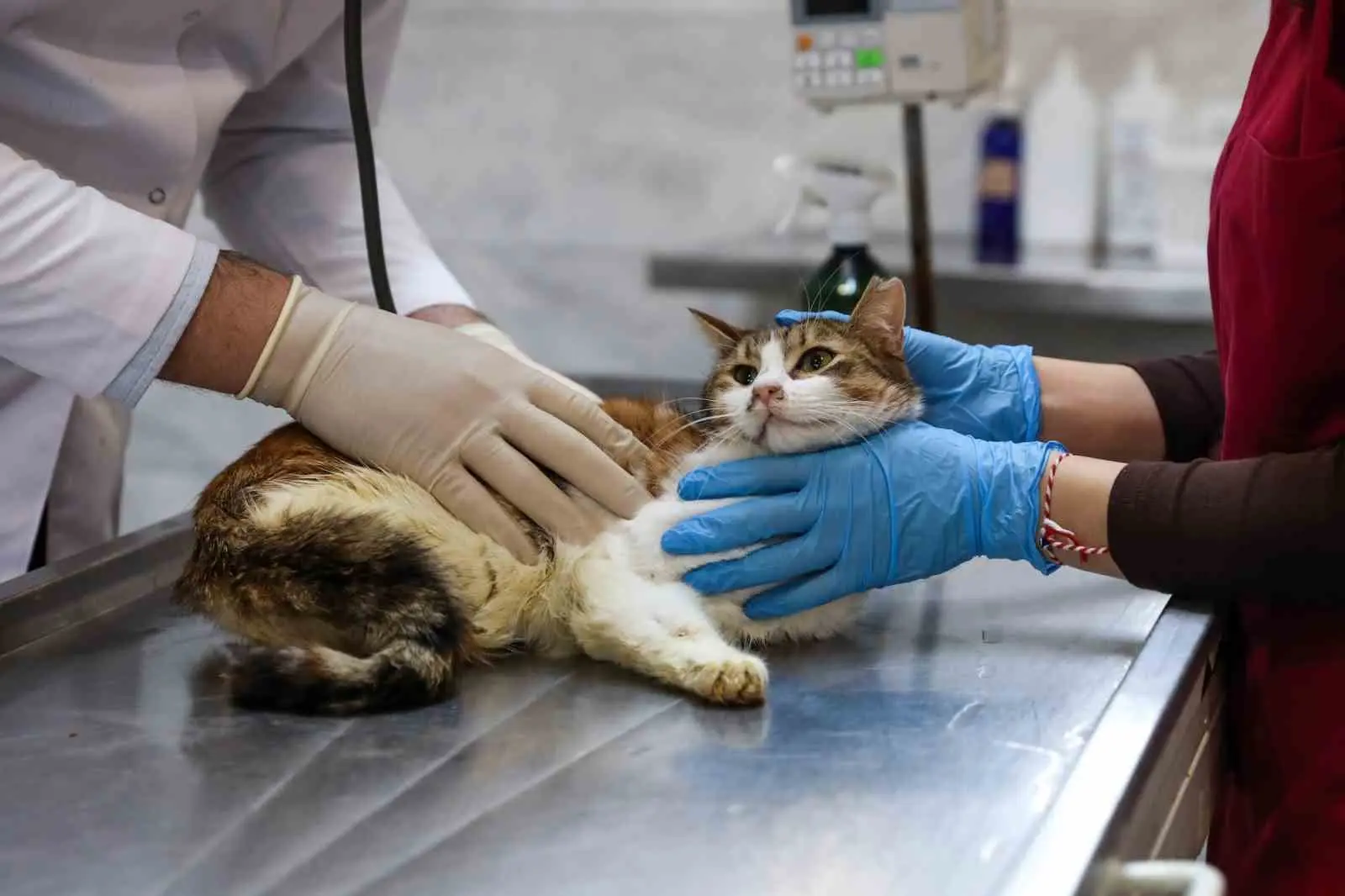 Bursa’da araç çarpması sonucu arka bacağı kırılan ve şok geçiren