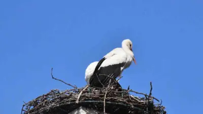 Bursa’nın İznik ilçesinde yürek ısıtan gelişme ikinci yılında. Geçtiğimiz yıl