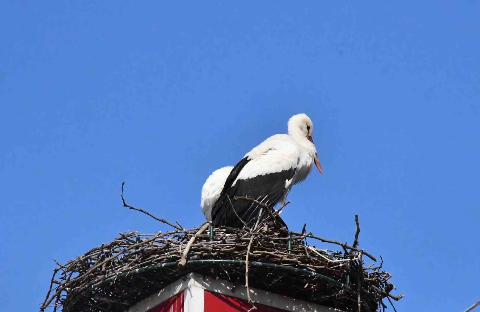 Bursa’nın İznik ilçesinde yürek ısıtan gelişme ikinci yılında. Geçtiğimiz yıl