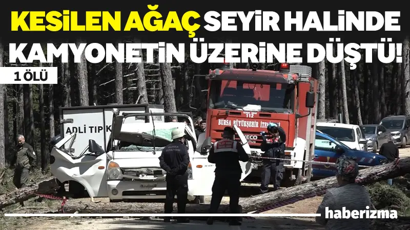 Bursa Uludağ’da ormanda kesilen çam ağacının seyir halindeki kamyonetin üzerine