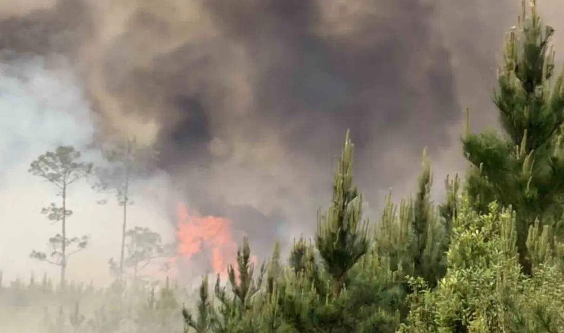 ABD’nin Georgia eyaletinde hızla büyüyen orman yangını nedeniyle 54 ev