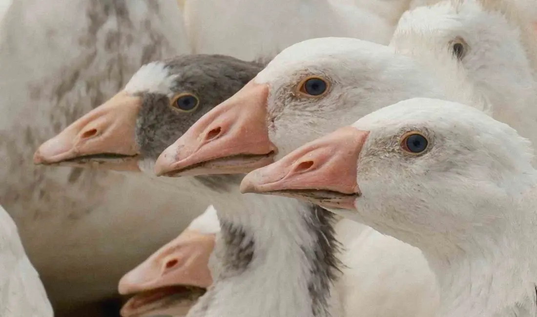 Tarım ve Orman Bakanlığı Tarım Araştırmaları ve Politikalar Genel Müdürlüğü
