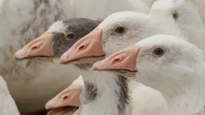 Tarım ve Orman Bakanlığı Tarım Araştırmaları ve Politikalar Genel Müdürlüğü