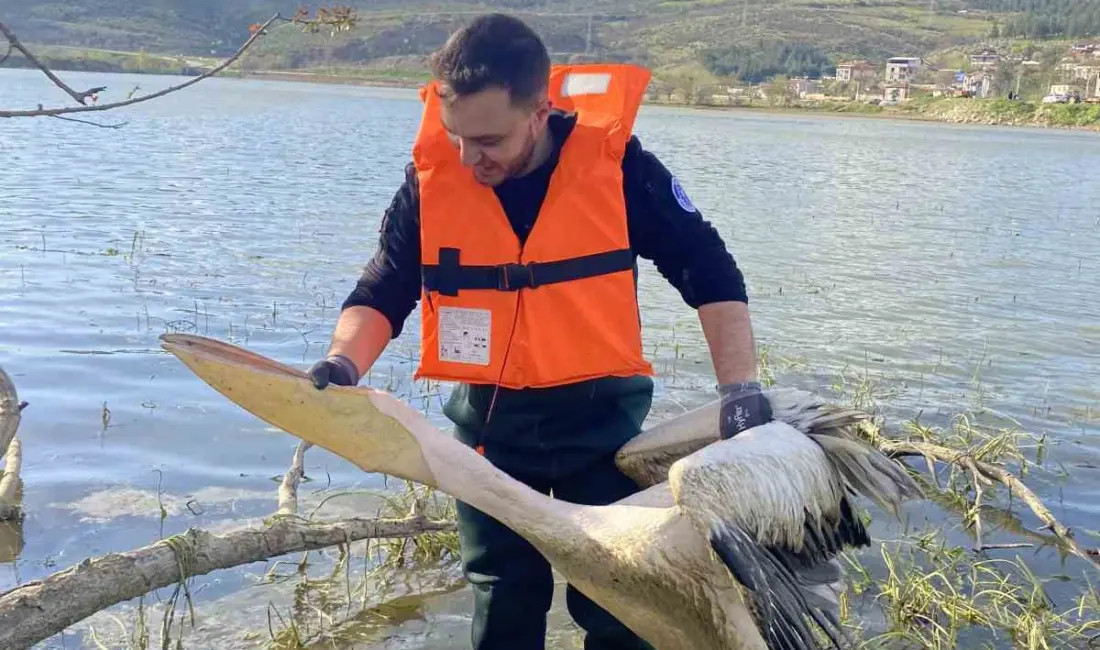 Bursa’nın İnegöl ilçesinde barajdaki çalılık alanda mahsur kalan yaralı pelikan,