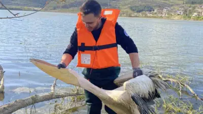 Bursa’nın İnegöl ilçesinde barajdaki çalılık alanda mahsur kalan yaralı pelikan,