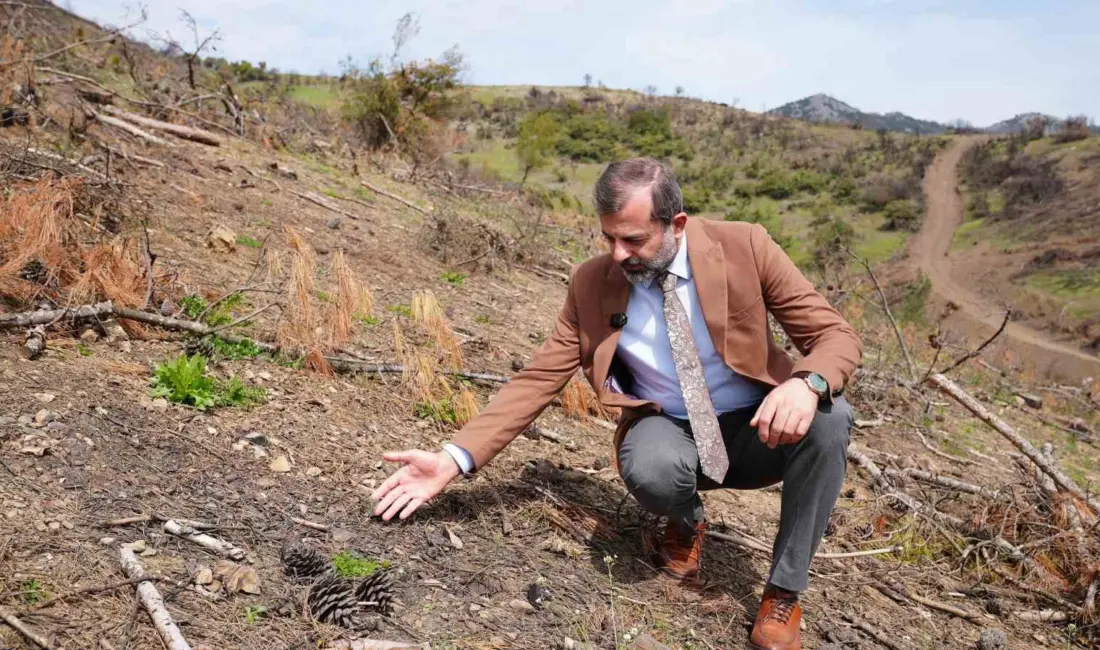 Gürsu’da geçtiğimiz yaz yaşanan büyük yangından sonra yapılan yeşillendirme çalışmaları