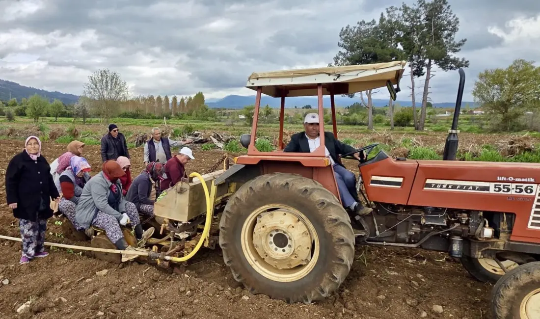 Denizli’nin Beyağaç ilçesinde tütün dikimi başladı. Belediye Başkanı Sezayi Pütün,