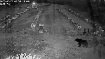 Uludağ eteklerindeki bir köye yakın arı çiftliğine gece saatlerinde giren