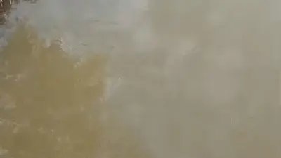 Bursa’nın Karacabey ilçesine bağlı Akçasusurluk mevkiinde bulunan derede su samuru