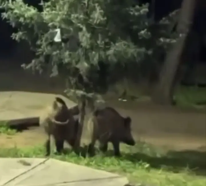 Bursa’da akşam saatlerinde Bursa Kent Ormanı’nda yaşanan olay, piknik yapan