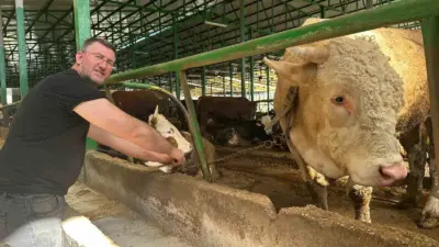 Bursa’nın Nilüfer ilçesinde kurbanlık satışları devam ederken, yaklaşık bir ton