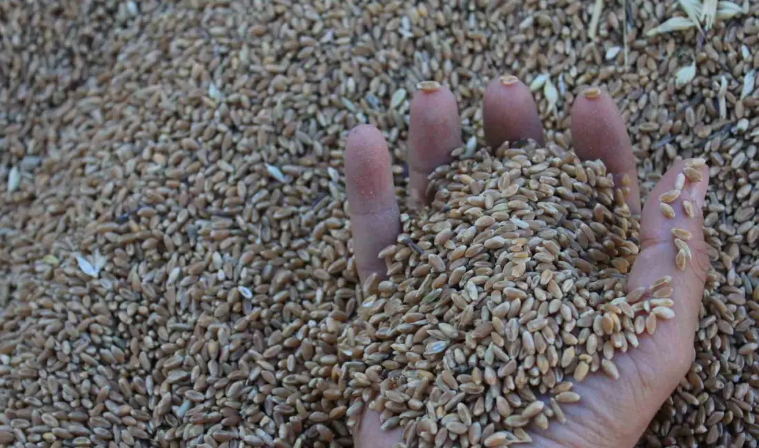 Uluslararası Hububat Konseyi (IGC), dünya hububat üretiminin 2025/2026 döneminde tarihin