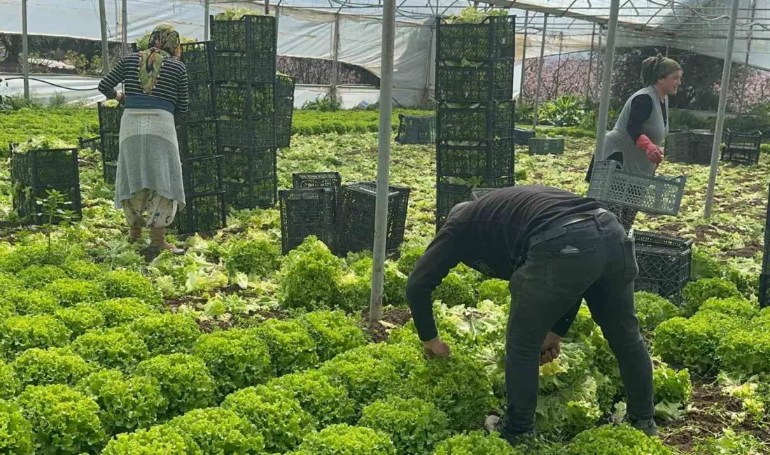 Geçen yıl tarlada tanesi 5 liraya kadar düştüğü için üreticisine