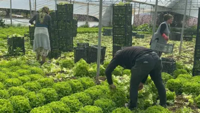Geçen yıl tarlada tanesi 5 liraya kadar düştüğü için üreticisine