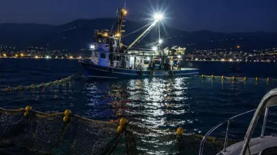 Gemlik Körfezi içerisinde ve özellikle sahil önlerinde, su üstünde yüzer