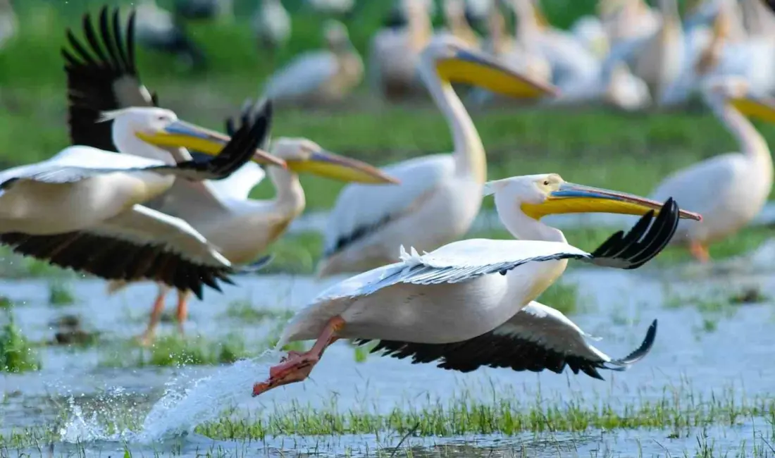 Bursa’nın İnegöl ilçesindeki Boğazköy Barajı, bahar mevsiminin gelmesi ile pelikanlara