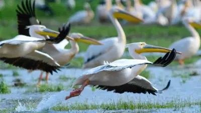 Bursa’nın İnegöl ilçesindeki Boğazköy Barajı, bahar mevsiminin gelmesi ile pelikanlara