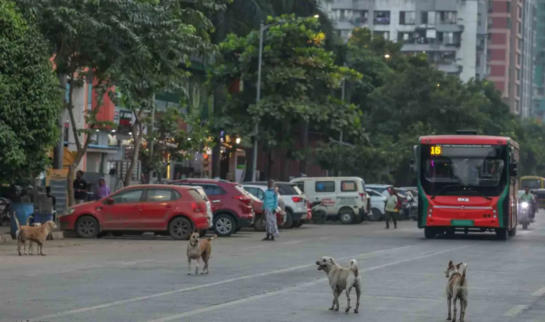 Yaklaşık 62 milyon sokak köpeğin sokakları işgal ettiği ülkede başıboş