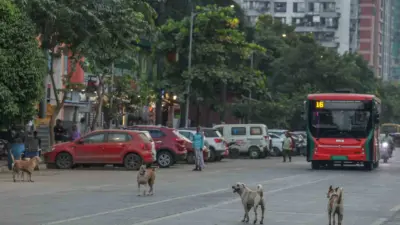 Yaklaşık 62 milyon sokak köpeğin sokakları işgal ettiği ülkede başıboş