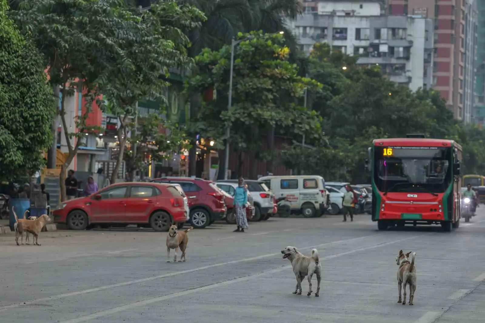 Yaklaşık 62 milyon sokak köpeğin sokakları işgal ettiği ülkede başıboş