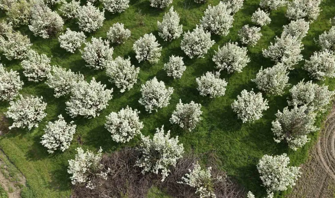 Bursa’nın İnegöl ilçesinde baharın gelişiyle birlikte çiçek açan meyve ağaçları