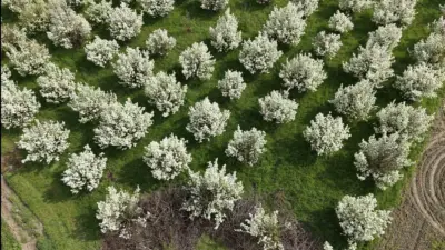 Bursa’nın İnegöl ilçesinde baharın gelişiyle birlikte çiçek açan meyve ağaçları