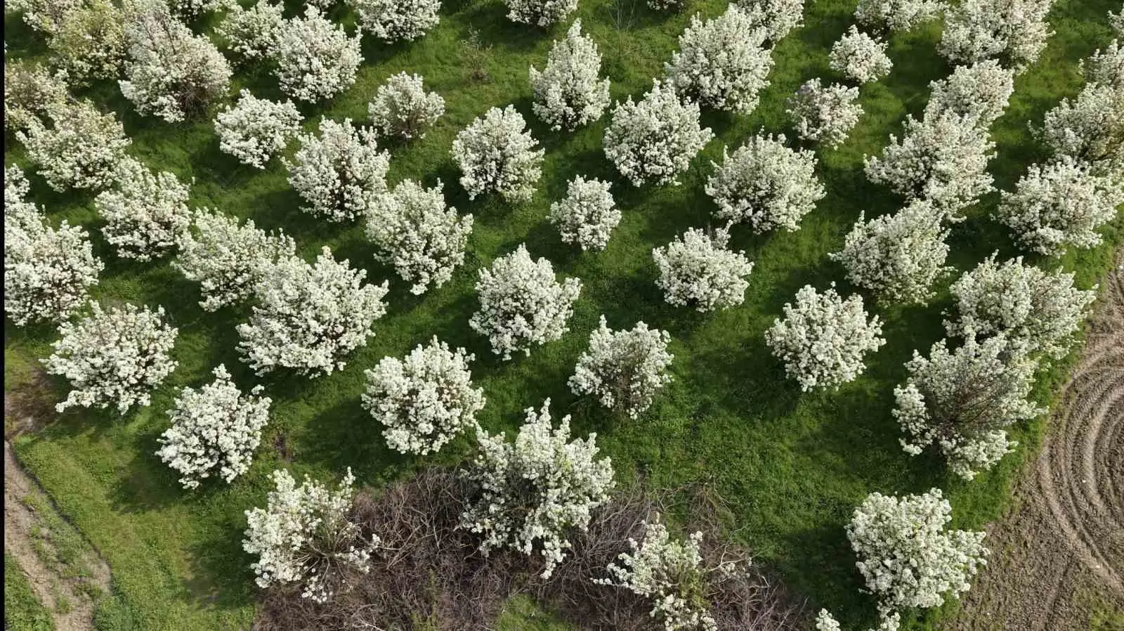 Bursa’nın İnegöl ilçesinde baharın gelişiyle birlikte çiçek açan meyve ağaçları