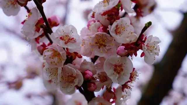 Baharın gelişiyle birlikte İznik, doğanın en güzel renklerine ev sahipliği