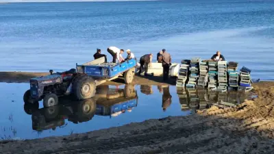 Türkiye’nin en büyük 5.gölü olan İznik Gölü’nde gümüş balığı sezonu